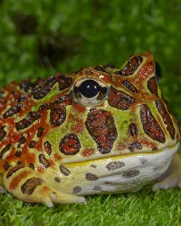 Horned Frog Prints: High Red Ornate Pacman Frog, Ceratophrys ornate, controlled conditions