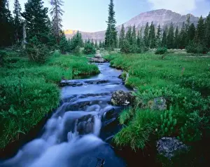 Spruce Prints: HIGH UINTAS WILDERNESS, UTAH. Stillwater Fork of the Bear River