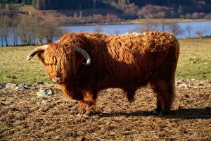 Images Dated 2005 February: Highland Cattle