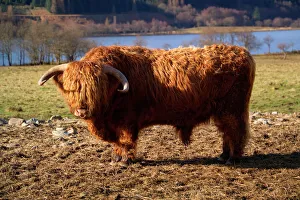 Editor's Picks: Highland Cattle