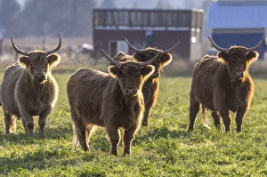 Backlit Prints: Highland cattle in the Flathead Valley, Montana, USA