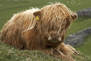 Images Dated 15th May 2010: Highland cow near Malham, Yorkshire Dales, North Yorkshire, England