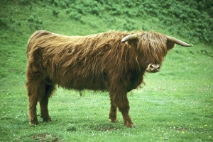 Domesticated Prints: Highland Steer, Island of Mull, Inner Hebrides, Scotland, UK