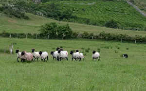 Betty Sederquist Prints: Highly trained border collie is used to herd sheep on an Irish sheep farm