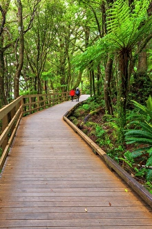 Fern Prints: Hikers on boardwalk through rainforest at Milford Sound
