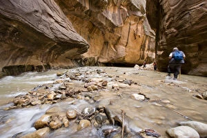 Images Dated 5th April 2007: Hiking in the North Fork of the Virgin River in the Zion Narrows of Zion National