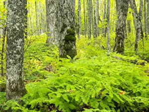 Upper Michigan Prints: Hiking trail in forest during early Autumn
