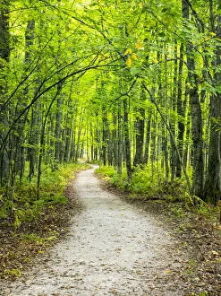 Hiking trail in forest during early Autumn