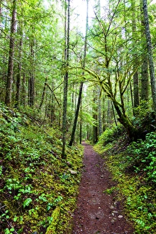 Moss Prints: Hiking trail in forest, Little River Trail
