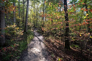 Trail Prints: Hiking trail in the Giant City State Park part of the Shawnee National Forest in southern Illinois
