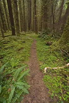 Hiking Trail Through Old-Growth Forest at Big Flat on the South Fork of the Hoh River