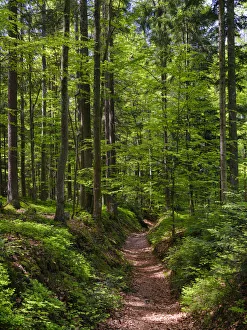 Europe Prints: Hiking trail in primeval forest in the National Park Bavarian Forest near Sankt Oswald