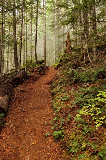 Walkway Prints: Hiking trail through thick forest with fog