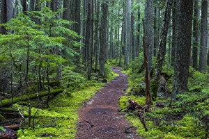 Images Dated 3rd June 2012: Hiking trail winds through mosyy rainforest in Glacier National Park, Montana, USA