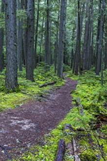 Mossy Prints: Hiking trail winds through mosyy rainforest in Glacier National Park, Montana, USA