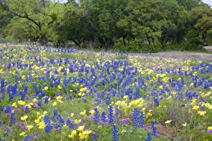 Hill Country Prints: Hill Country, Texas, Bluebonnets, primrose, and flox blanketing the ground in front