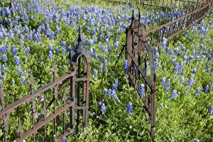 Rusted Prints: Hill Country, Texas, Bluebonnets and flox surrounding a cemetary gate and fence