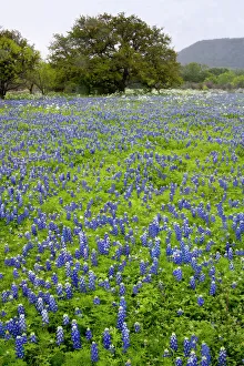 Hill Country, Texas, Bluebonnets and Oak tree