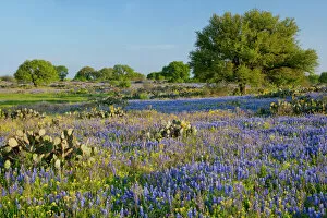 Trending: Hill Country, Texas, Bluebonnets, Oak Trees, and cactus