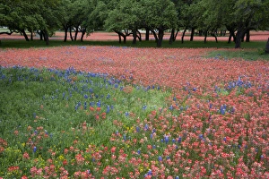 Beauty Prints: Hill Country, Texas, Indian Paint Brush and bluebonnets carpet the landscape before