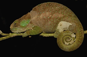 Images Dated 31st December 2005: Hilleniusi chameleon (Calumma hilleniusi) FORMALLY SUB-SPECIES OF CALUMMA BREVICORNIS