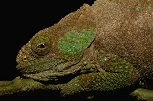 Hilleniusi chameleon (Calumma hilleniusi) FORMALLY SUB-SPECIES OF CALUMMA BREVICORNIS