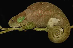 Images Dated 31st December 2005: Hilleniusi chameleon (Calumma hilleniusi) FORMALLY SUB-SPECIES OF CALUMMA BREVICORNIS