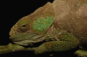 Andringitra Massif Prints: Hilleniusi chameleon (Calumma hilleniusi) FORMALLY SUB-SPECIES OF CALUMMA BREVICORNIS