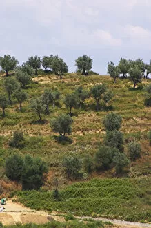 Images Dated 11th July 2006: Hillside with olive trees. Berat lower town. Albania, Balkan, Europe