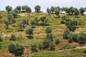 Images Dated 11th July 2006: Hillside with olive trees. Berat lower town. Albania, Balkan, Europe
