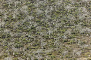 South America Prints: Hillside of palo santo trees. Floreana Island, Galapagos Islands, Ecuador