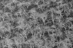 Slope Prints: Hillside of palo santo trees. Floreana Island, Galapagos Islands, Ecuador