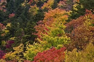 Images Dated 19th October 2006: Hillside pattern of autumn colors, Southern Appalachian Mountains near Grandfather Mountain