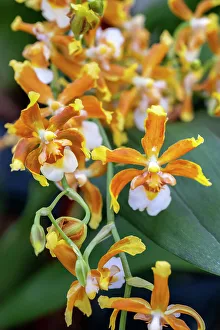 Orchid Prints: Hilo firecracker, lucky strike orchid