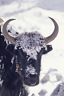 Tibet Prints: Himalayan yak in Rongbuk Glacier, Tibet, China
