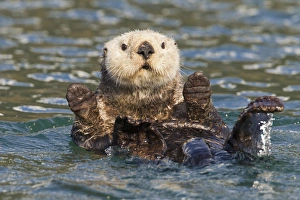 Images Dated 9th May 2010: Hinchinbrook Island, Prince William Sound, Alaska, a female sea otter lounges in