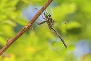 Images Dated 10th June 2024: Hine's emerald, male. Johnson's Shut-Ins State Park, Reynolds County, Missouri