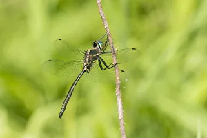 Missouri Prints: Hines Emerald (Somatochlora hineana) male Parker Branch Fen, Reynolds County