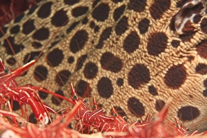 Images Dated 31st August 2007: Hingebeak Cleaner Shrimp with Moray Eel in background, cleaning station, Tulamben