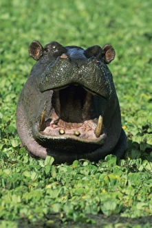 Hippo Prints: Hippopatamus, (H. amphibius), Kenya, Masai Mara Reserve, Hippopotamus in weed-choked pool