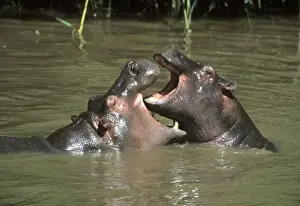 Hippo Prints: Hippopotamus, (H. amphibius), mother & young playing in water, Masai Mara Reserve, Kenya