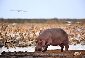 Hippo Prints: Hippopotamus, Hippopotamus amphibius, Lake Manyara, Lake Manyara National Park, Tanzania