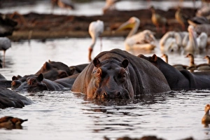 Images Dated 8th September 2008: Hippopotamus, Hippopotamus amphibius, Lake Manyara, Lake Manyara National Park, Tanzania