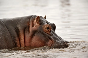 Images Dated 8th September 2008: Hippopotamus, Hippopotamus amphibius, Lake Manyara, Lake Manyara National Park, Tanzania