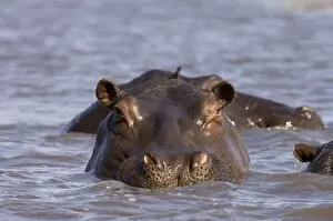 Images Dated 16th July 2007: Hippopotamus (Hippopotamus Amphibius), Busanga Plains, Kafue National Park, Zambia