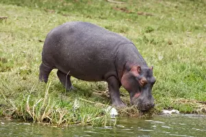 Images Dated 30th January 2009: Hippopotamus (Hippopotamus amphibius) in Queen Elizabeth National Park, Kazinga Channel