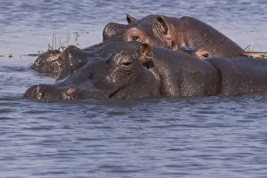 Three hippopotamus (hippopotamus amphibius) submerged in the river, Chobe National Park