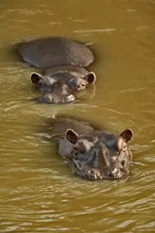 Hippopotamus in river, Masai Mara, Kenya. Hippopotamus amphibius