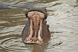 Hippopotamus threat display, Mara River, Masai Mara, Kenya, Africa