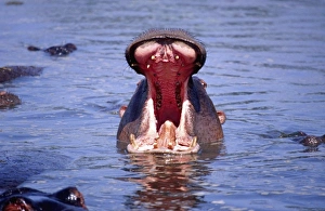 Wide Prints: Hippos with mouth agape, Hippopotamus amphibius, Tanzania Africa
